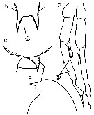 Espce Aetideopsis cristata - Planche 5 de figures morphologiques