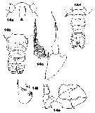 Espce Acartia (Acanthacartia) tonsa - Planche 34 de figures morphologiques