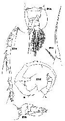 Espce Paracartia latisetosa - Planche 10 de figures morphologiques