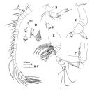 Espce Bradyidius hirsutus - Planche 2 de figures morphologiques