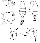 Espce Paraugaptilus buchani - Planche 11 de figures morphologiques