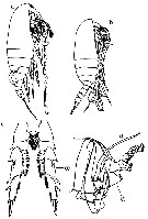 Espce Undinula vulgaris - Planche 38 de figures morphologiques