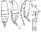 Espce Neocalanus plumchrus - Planche 33 de figures morphologiques