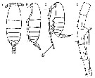 Species Neocalanus flemingeri - Plate 18 of morphological figures