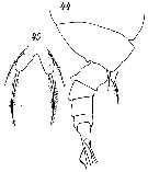 Espce Paraugaptilus buchani - Planche 12 de figures morphologiques