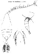 Espce Paraugaptilus buchani - Planche 13 de figures morphologiques