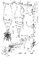 Espce Acartia (Acartiura) hongi - Planche 3 de figures morphologiques