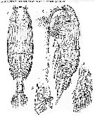Espce Pseudochirella scopularis - Planche 3 de figures morphologiques