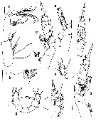 Espce Thoxancalanus spinatus - Planche 4 de figures morphologiques