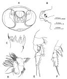 Espce Paraeuchaeta confusa - Planche 3 de figures morphologiques