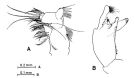 Espce Paraeuchaeta elongata - Planche 4 de figures morphologiques