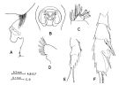 Espce Paraeuchaeta eminens - Planche 3 de figures morphologiques