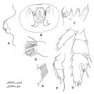 Espce Paraeuchaeta brevirostris - Planche 2 de figures morphologiques