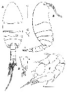 Espce Paramisophria sinjinensis - Planche 1 de figures morphologiques