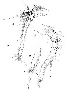 Espce Paramisophria sinjinensis - Planche 2 de figures morphologiques