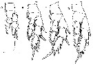 Espce Paramisophria sinjinensis - Planche 4 de figures morphologiques