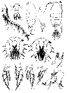 Espce Paramisophria sinica - Planche 1 de figures morphologiques