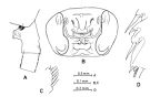 Espce Paraeuchaeta calva - Planche 4 de figures morphologiques