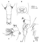 Espce Paraeuchaeta prudens - Planche 2 de figures morphologiques