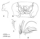 Espce Paraeuchaeta sarsi - Planche 6 de figures morphologiques