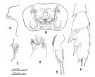 Espce Paraeuchaeta calva - Planche 5 de figures morphologiques
