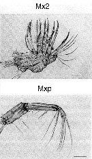 Espce Euchirella rostrata - Planche 39 de figures morphologiques