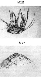 Espce Pleuromamma xiphias - Planche 45 de figures morphologiques