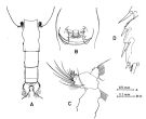 Espce Paraeuchaeta vorax - Planche 2 de figures morphologiques