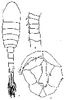 Species Eurytemora brodskyi - Plate 3 of morphological figures