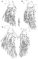 Espce Triconia giesbrechti - Planche 6 de figures morphologiques