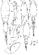 Espce Triconia giesbrechti - Planche 7 de figures morphologiques