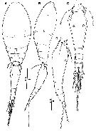 Espce Triconia elongata - Planche 5 de figures morphologiques