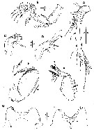 Espce Triconia elongata - Planche 6 de figures morphologiques