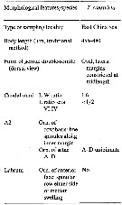 Espce Triconia constricta - Planche 9 de figures morphologiques