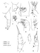 Espce Euchaeta plana - Planche 2 de figures morphologiques