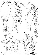 Espce Speleophria nullarborensis - Planche 1 de figures morphologiques