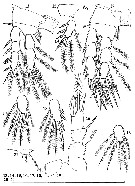 Espce Speleophria nullarborensis - Planche 3 de figures morphologiques