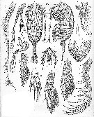 Species Sarsarietellus abyssalis - Plate 3 of morphological figures
