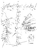 Espce Pinkertonius ambiguus - Planche 2 de figures morphologiques