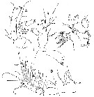 Espce Pinkertonius ambiguus - Planche 3 de figures morphologiques