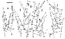 Espce Pinkertonius ambiguus - Planche 4 de figures morphologiques