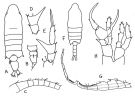 Espce Centropages aucklandicus - Planche 1 de figures morphologiques