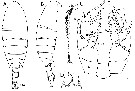 Espce Pinkertonius ambiguus - Planche 6 de figures morphologiques