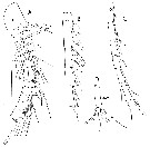 Espce Pinkertonius ambiguus - Planche 7 de figures morphologiques