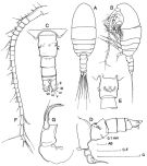 Espce Stephos angulatus - Planche 1 de figures morphologiques