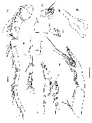 Espce Kyphocalanus sp.4 - Planche 2 de figures morphologiques