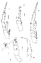 Espce Kyphocalanus sp.4 - Planche 4 de figures morphologiques
