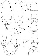 Espce Sensiava secunda - Planche 1 de figures morphologiques