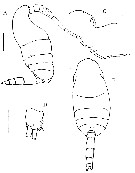 Espce Sensiava secunda - Planche 5 de figures morphologiques
