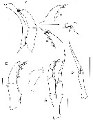 Species Sensiava secunda - Plate 8 of morphological figures
